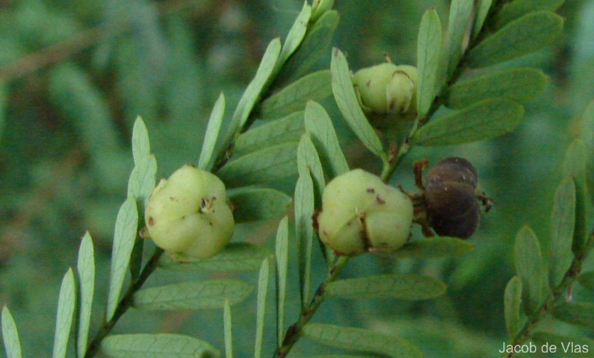 Phyllanthus racemosus L.f.
